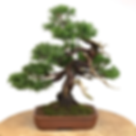 JUNIPERUS Chinensis Itoigawa +25 ans 33 cm de hauteur  T22