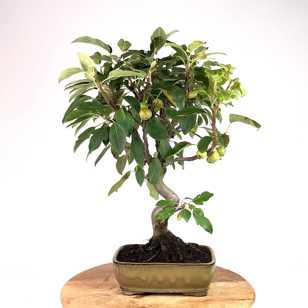 Miniature : POMMIER d'ornement +16 ans 50 cm de hauteur   H49