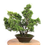 Miniature : JUNIPERUS Chinensis +18 ans de 45 cm de hauteur  H21
