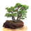 Miniature : JUNIPERUS Chinensis +18 ans de 37 cm de hauteur  Roche Carl Malarbet   A49