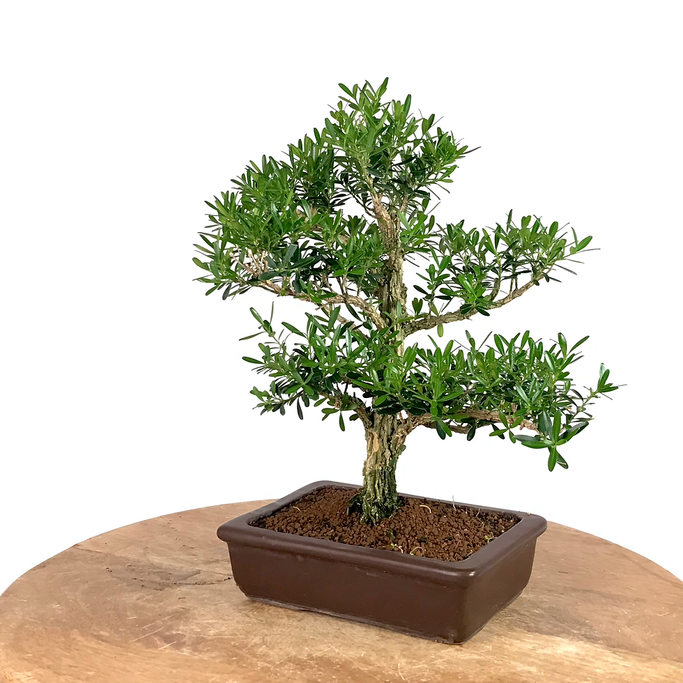 Miniature : BUIS au bois de liège 10-11 ans de 29 cm de hauteur   X12