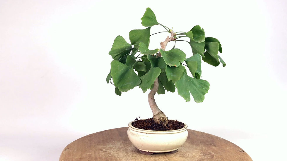 Miniature : GINKGO Biloba ARBRE aux 40 écus 8-9 ans de 29 cm de hauteur  A91