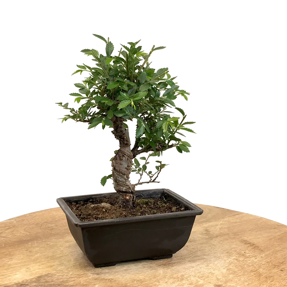 Miniature : ORME du Japon ZELKOVA Nire 9-10 ans de 21 cm de hauteur   T31