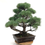 Miniature : PIN blanc du Japon 40-45 ans de 87 cm de hauteur  X98