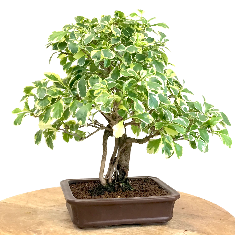Miniature : VANILLIER de Cayenne panaché 10 ans de 29 cm de hauteur  X52