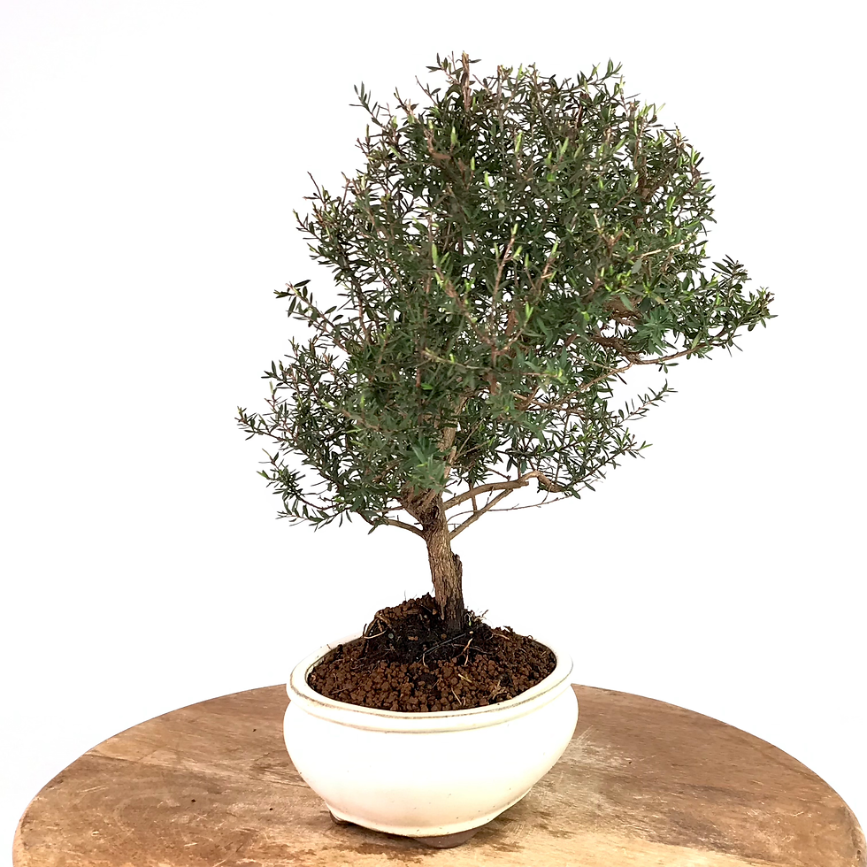 Miniature : LEPTOSPERMUM Scoparium 9-10 ans de 36 cm de hauteur  T25
