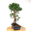 Miniature : FICUS Retusa 12-13 ans de 53 cm de hauteur  E80