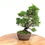 Miniature : JUNIPERUS Chinensis Itoigawa +15 ans 28 cm de hauteur  E52