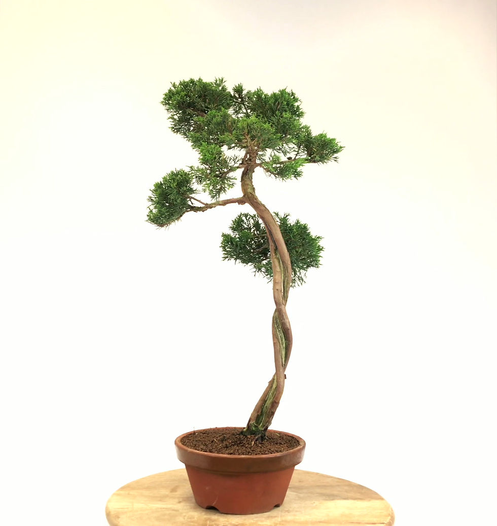 Miniature : JUNIPERUS Chinensis +15 ans de 64 cm de hauteur   X88