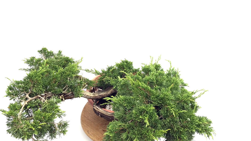 Miniature : JUNIPERUS Sabina 100 x 65 x 40 cm YAMADORI    X56