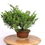 Miniature : JUNIPERUS Chinensis Itoigawa +18 ans 30/35 cm de hauteur  H73