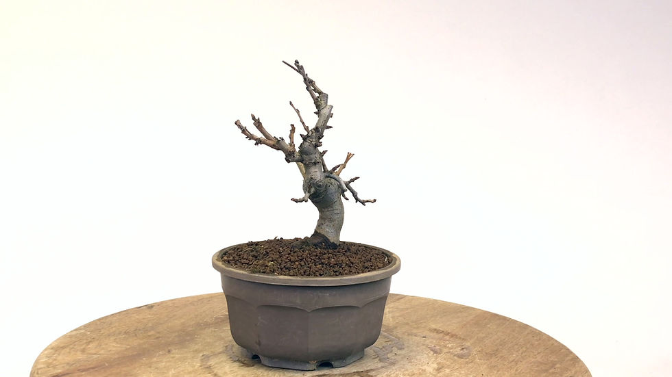 Miniature : PHOTINIA Villosa 12-13 ans de 22 cm de hauteur  X25