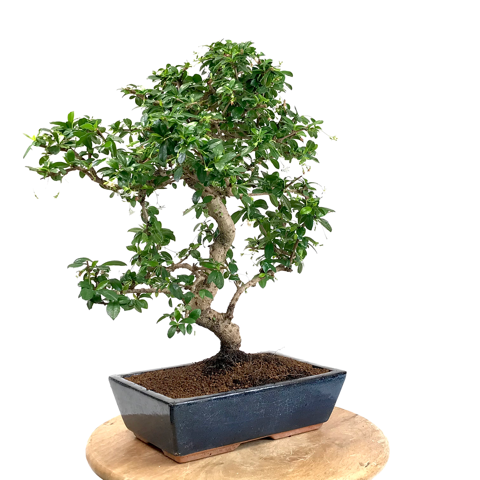 Miniature : ARBRE à THÉ de 14 ans 51 cm de hauteur   X48
