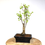 Miniature : GINKGO Biloba ARBRE aux 40 écus 8-10 ans de 42 cm de hauteur   E61