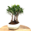 Miniature : FICUS Retusa 9 ans de 30 cm de hauteur  H82