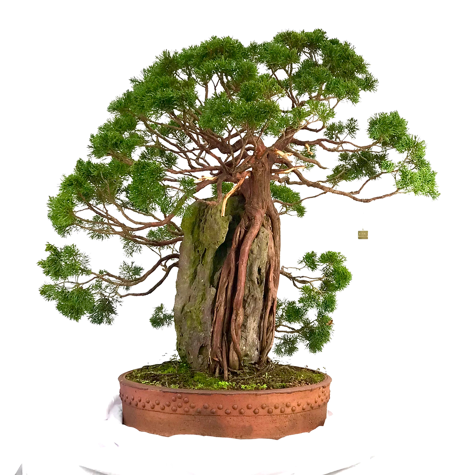 Miniature : JUNIPERUS Chinensis de +60 ans 96 cm de hauteur   Collection