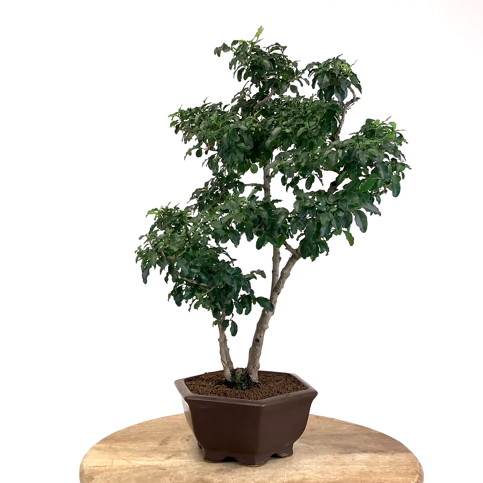 Miniature : TROENE Indonésien 10-11 ans 48 cm de hauteur  A07