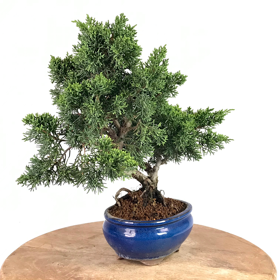Miniature : JUNIPERUS Chinensis 'KYUSHU' 12 ans de 35 cm de hauteur  A70