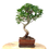 Miniature : FICUS Retusa 8 ans de 37 cm de hauteur  C56