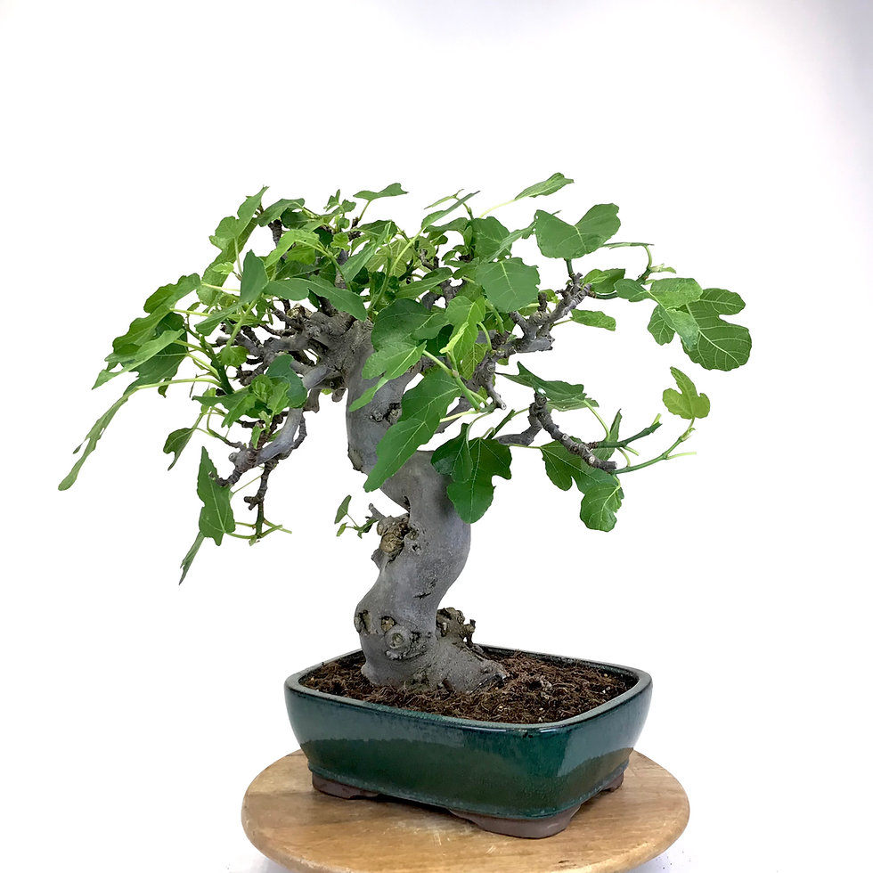 Miniature : FIGUIER commun 22-24 ans de 55 cm de hauteur   X70