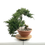 Miniature : JUNIPERUS Sabina 85 x 60 x 70 cm YAMADORI    X09