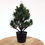 Miniature : PINUS Thunbergii PIN noir du Japon KOTOBUKI 13 ans de 32 cm de hauteur   A77