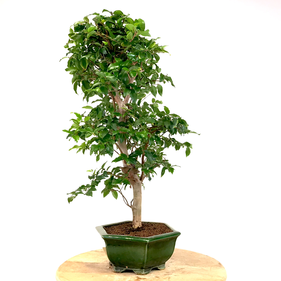 Miniature : PRUNIER de Java 14-15 ans de 60 cm de hauteur   E70