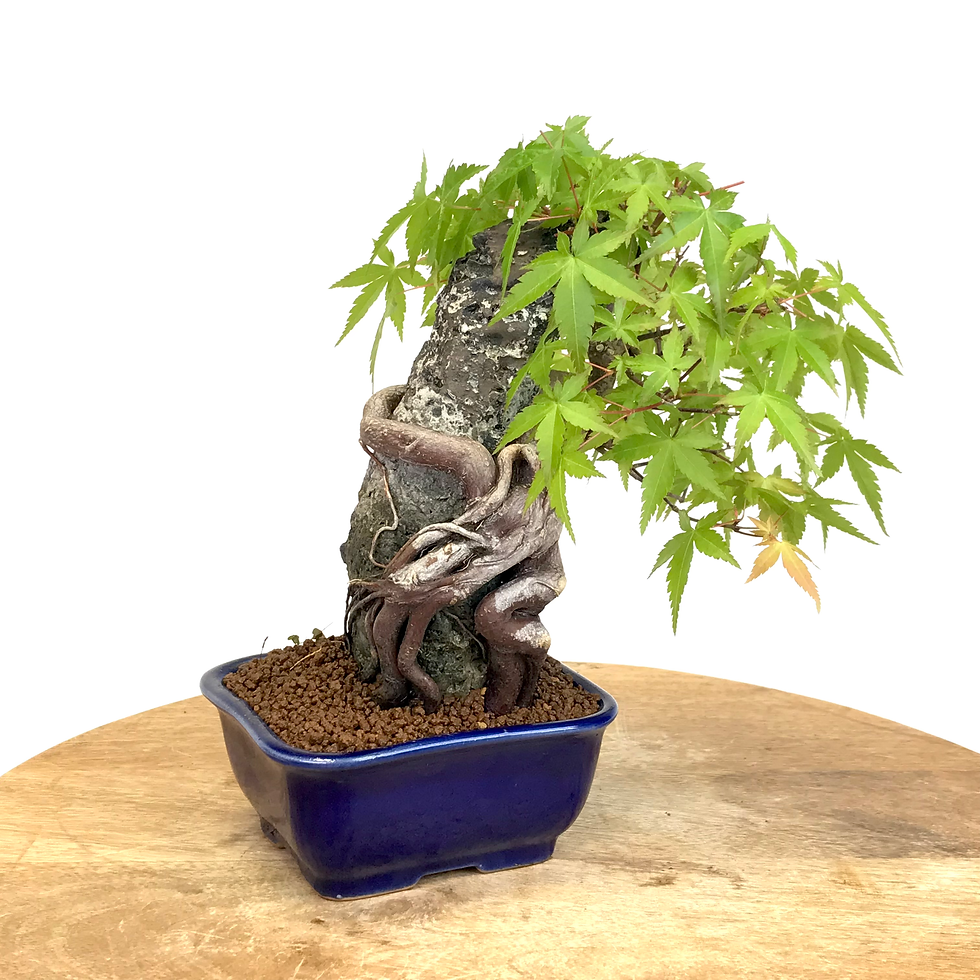 Miniature : ERABLE du Japon 'Yamamomijii' +15 ans de 23 cm de hauteur  H70  ROCK