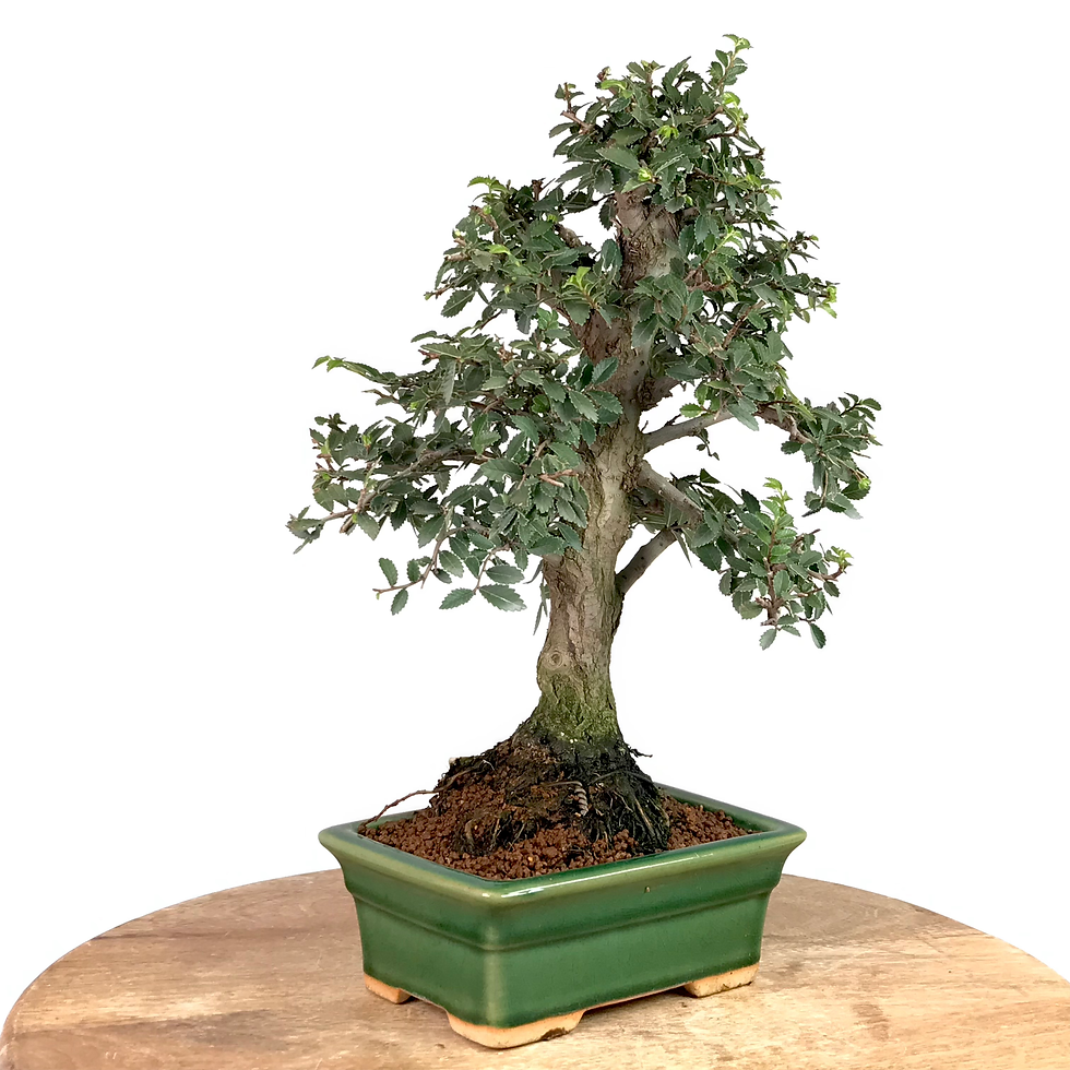 Miniature : ORME DE CHINE +16 ans de 34 cm de hauteur   A68