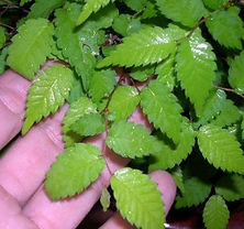 zelokva-paris-bonsai