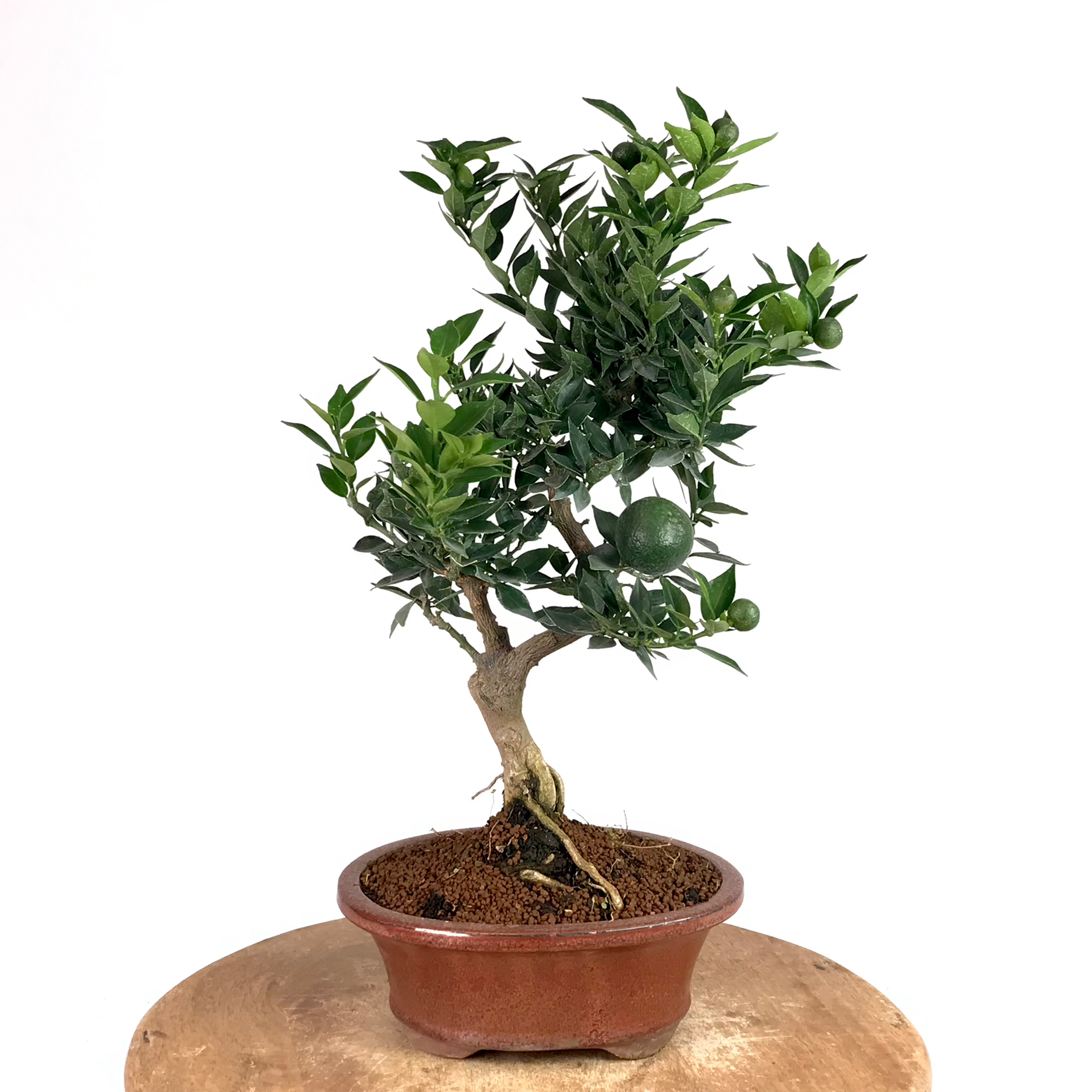 MANDARINIER Chinois CITRUS Myrtifolia +15 ans de 47 cm de hauteur E99