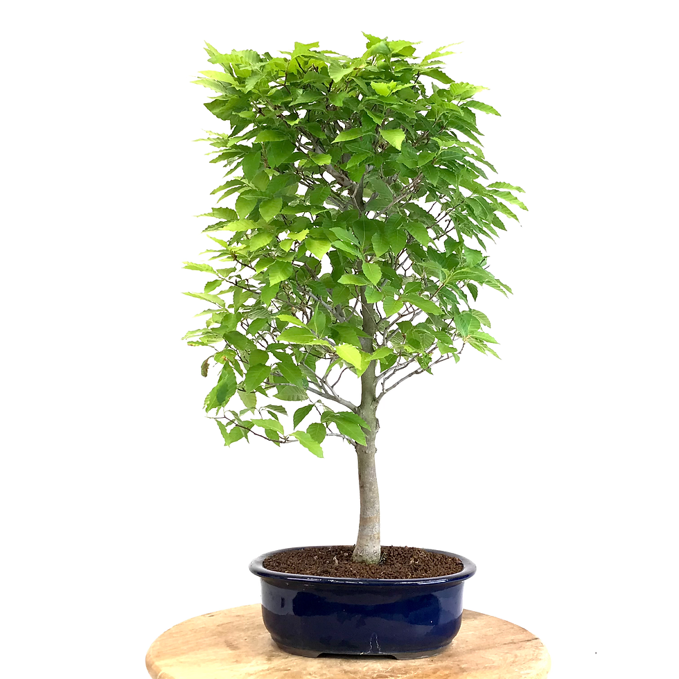 Miniature : HÊTRES Japonais FAGUS crenata +15 ans de 60 cm de hauteur   A04