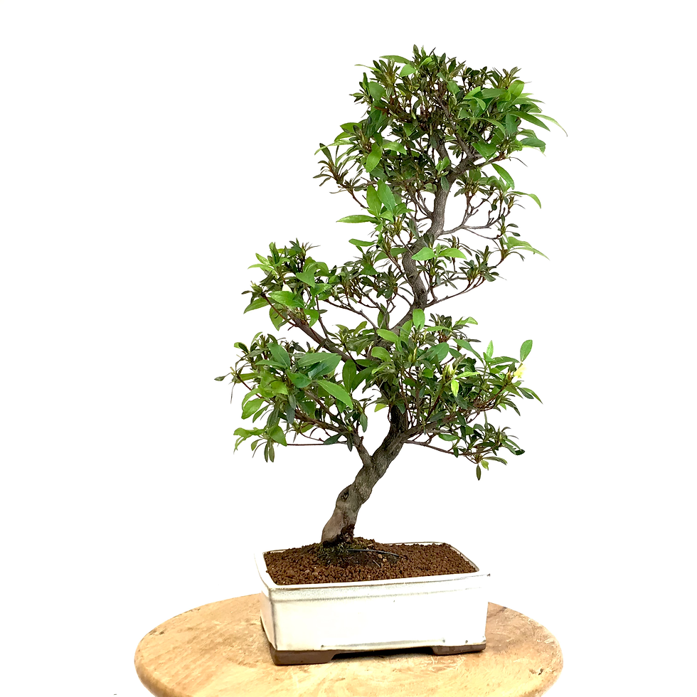 Miniature : AZALEE Satsuki +18 ans de 55 cm de hauteur   H24  Blanche