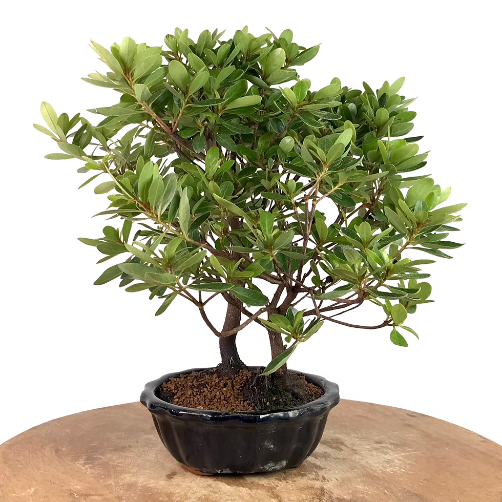 Miniature : AZALEE Indica 8 ans de 33 cm de hauteur   A23  Deux troncs