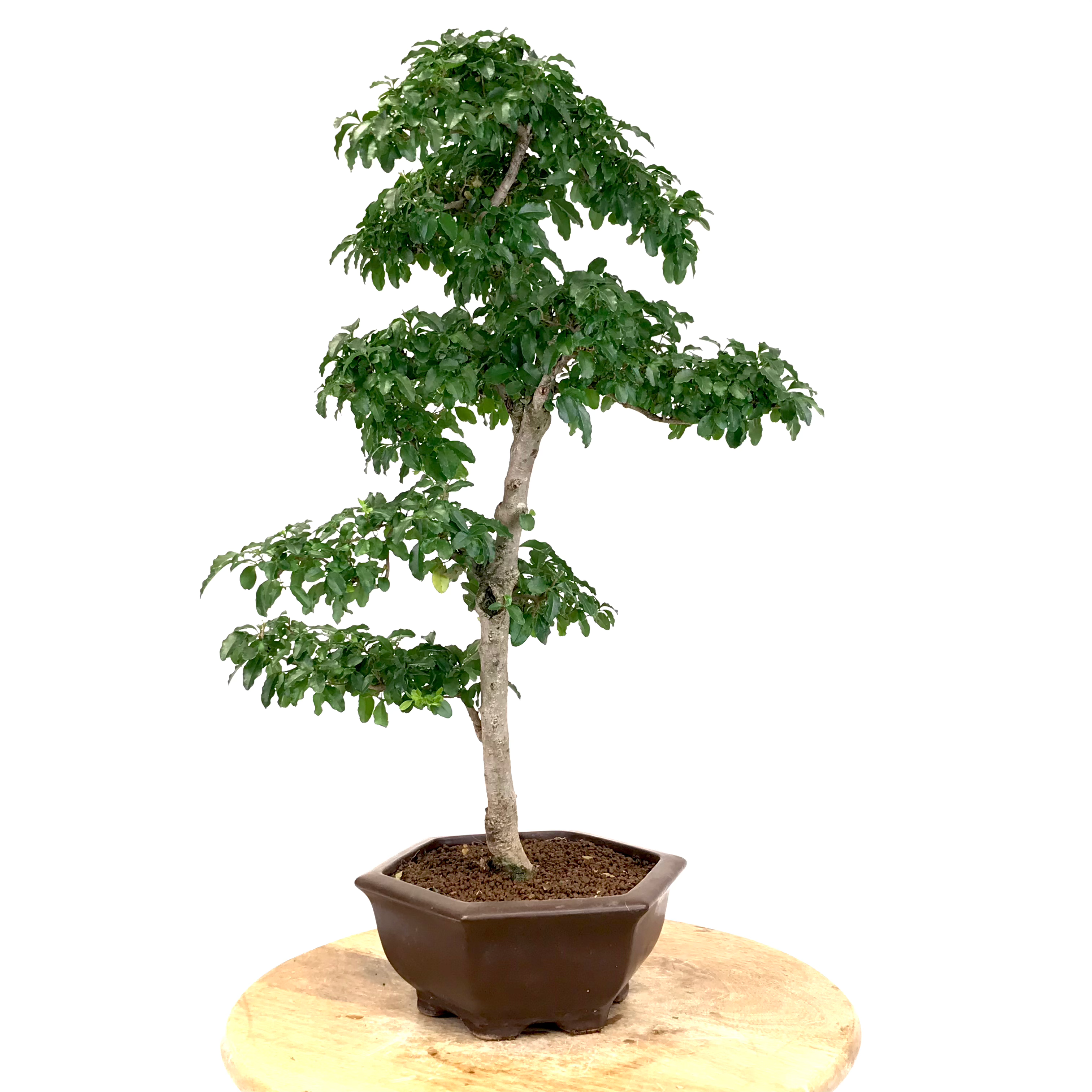 TROENE Indonésien 13-14 ans 60 cm de hauteur T78