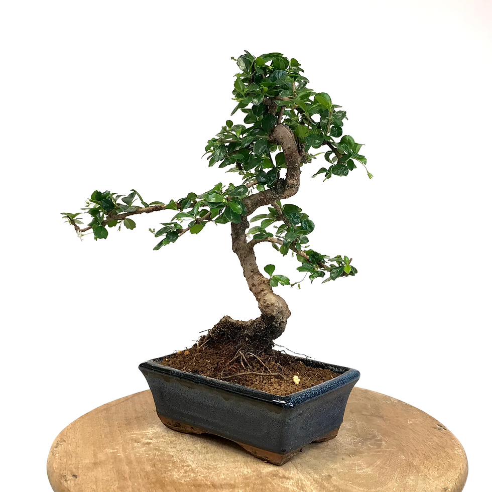 Miniature : ARBRE à THÉ de 10 ans 39 cm de hauteur   T25