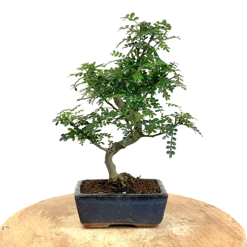 Miniature : FAUX POIVRIER odorant 7-8 ans de 34 cm de hauteur   A75