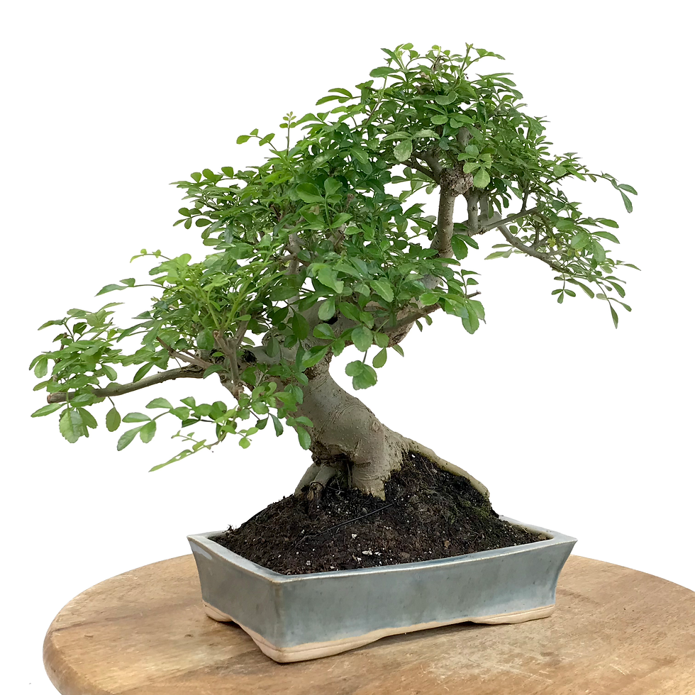 Miniature : FRENES de CHINE FRAXINUS sinensis +20 ans de 32 cm de hauteur   X26