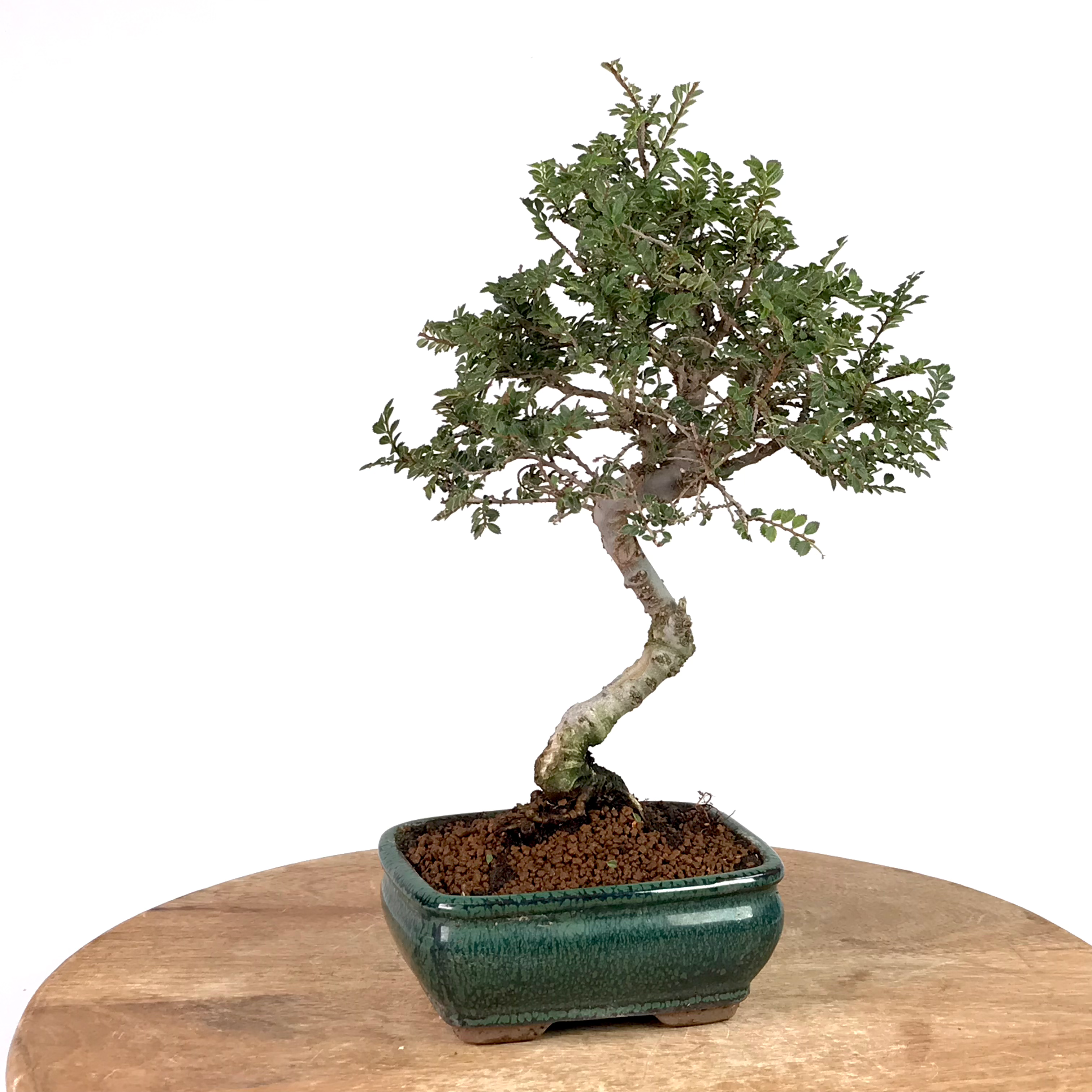 ORME DE CHINE 9-10 ans de 32 cm de hauteur   H53