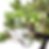 Miniature : JUNIPERUS Rigida 15 ans de 33 cm de hauteur  H85