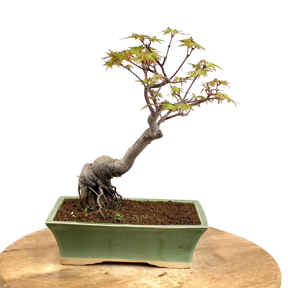 Miniature : ERABLE du Japon 'Yamamomijii' +16 ans de 33 cm de hauteur   X82
