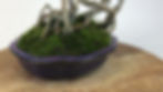 Miniature : ERABLE de Burger +25 ans 47 cm de hauteur   A39  Collection
