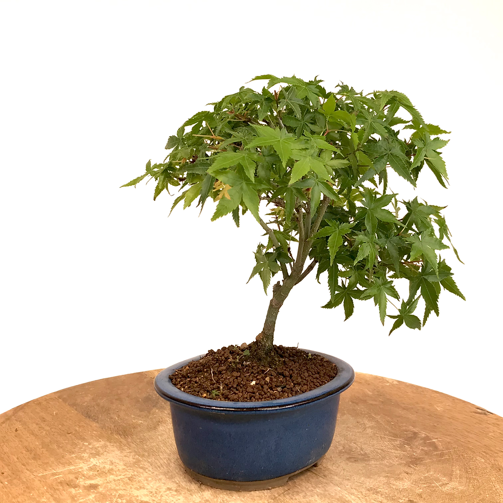 Miniature : ERABLE du Japon 'Kiyo-hime'  9 ans de 26 cm de hauteur  A52