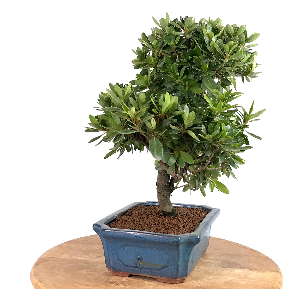 Miniature : AZALEE Satsuki 14-15 ans de 39 cm de hauteur   X59  Rouge