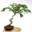 Miniature : FIGUIER commun +18 ans 58 cm de hauteur   E06