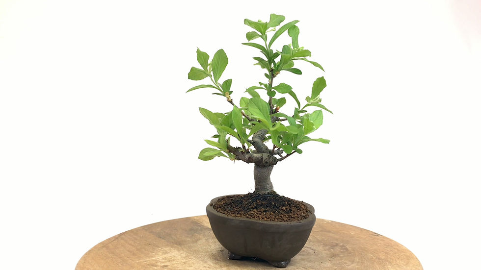 Miniature : PHOTINIA Villosa 12-13 ans de 28 cm de hauteur  A33