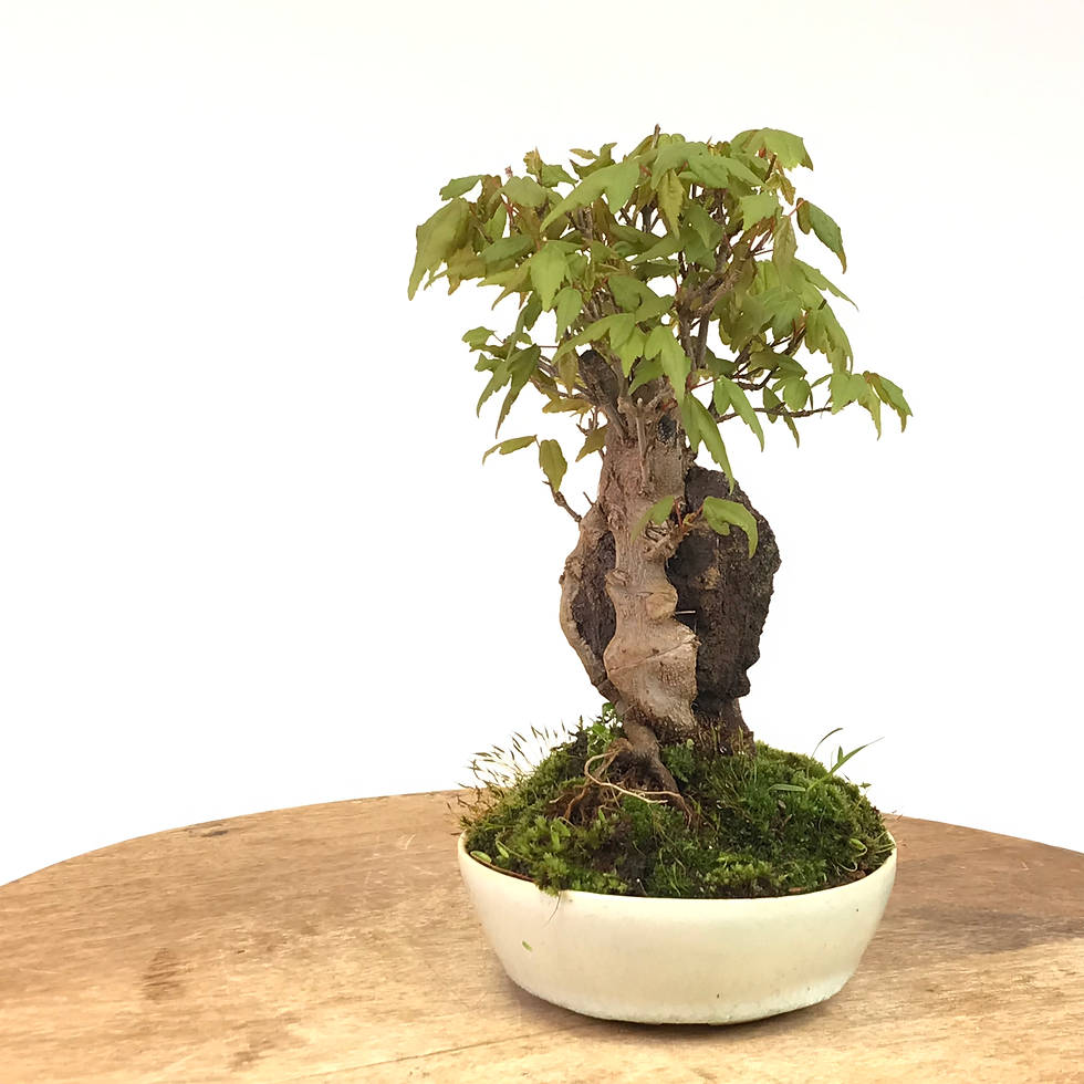 Miniature : ERABLE de Burger de + 13 ans 22 cm de hauteur   E82  ROCK