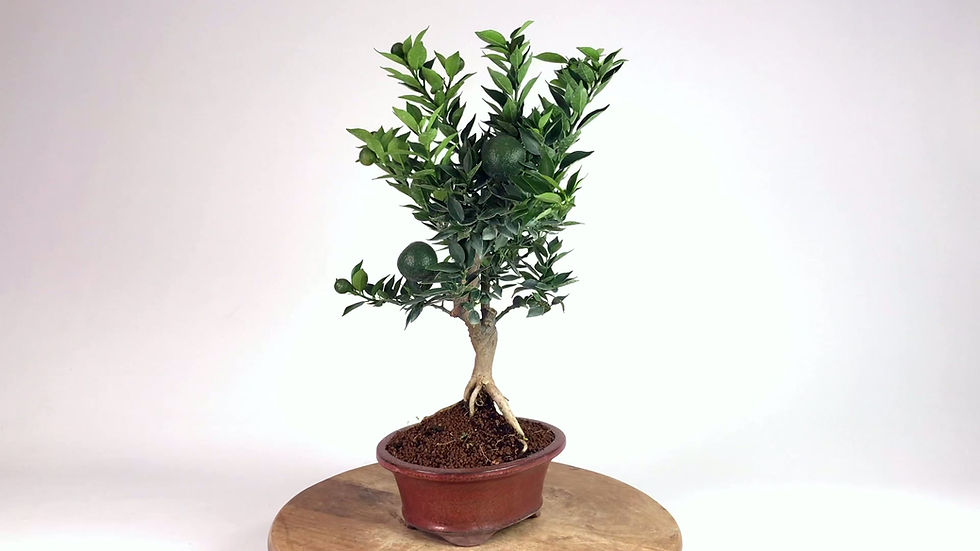 Miniature : MANDARINIER Chinois CITRUS Myrtifolia +15 ans de 47 cm de hauteur  E99