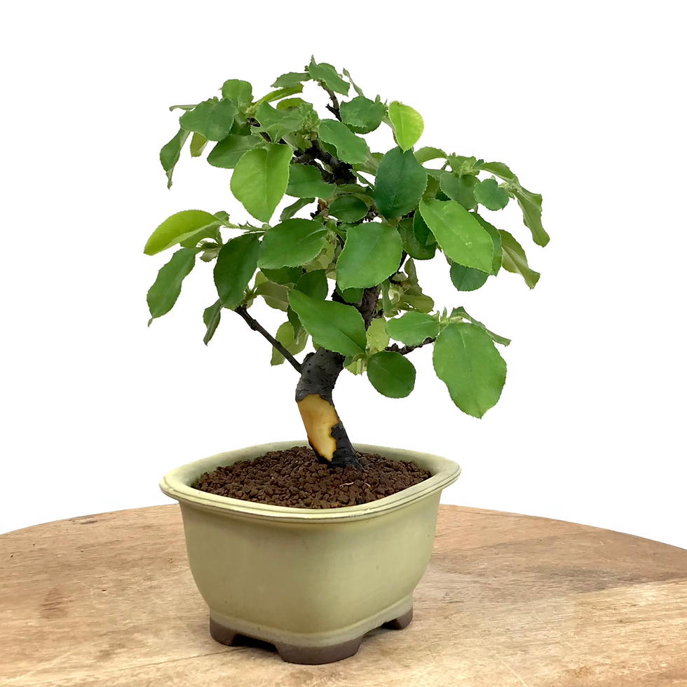 Miniature : COGNASSIER de Chine CHAENOMELES sinensis 11 ans de 26 cm de hauteur   H16