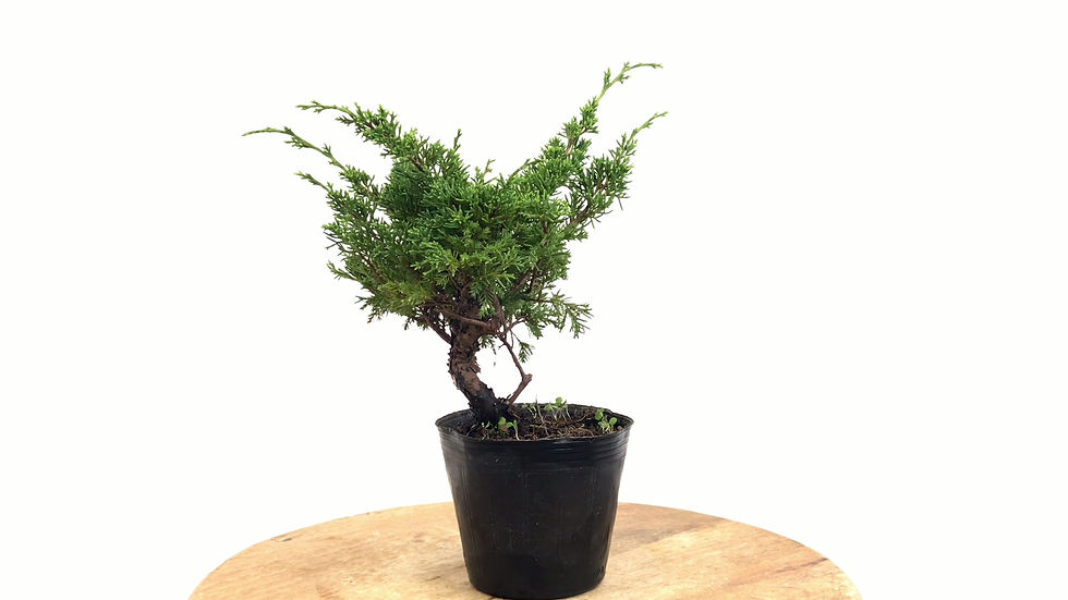 Miniature : JUNIPERUS Chinensis 10 ans de 27 cm de hauteur   X35